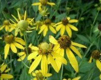 rudbeckia laciniata close 8-10.jpg